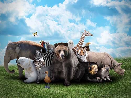 Animals and Wildlife