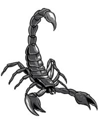 Scorpions are symbols of bad luck in China