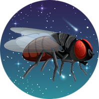 Fruit flies in space