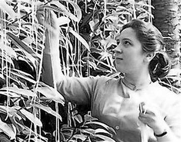 GP-spaghetti-tree-bbc.jpg