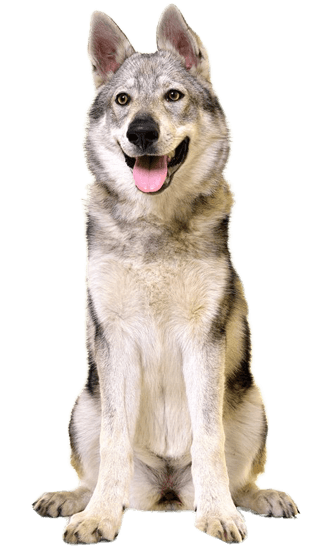 Origin of Domestic Dogs