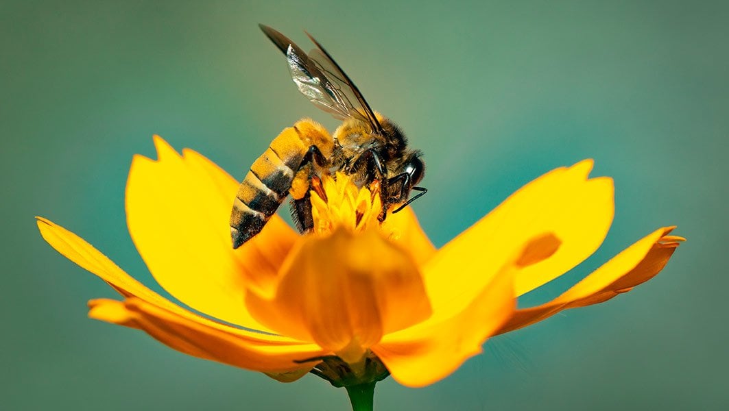 bee-on-yellow-flower.jpg