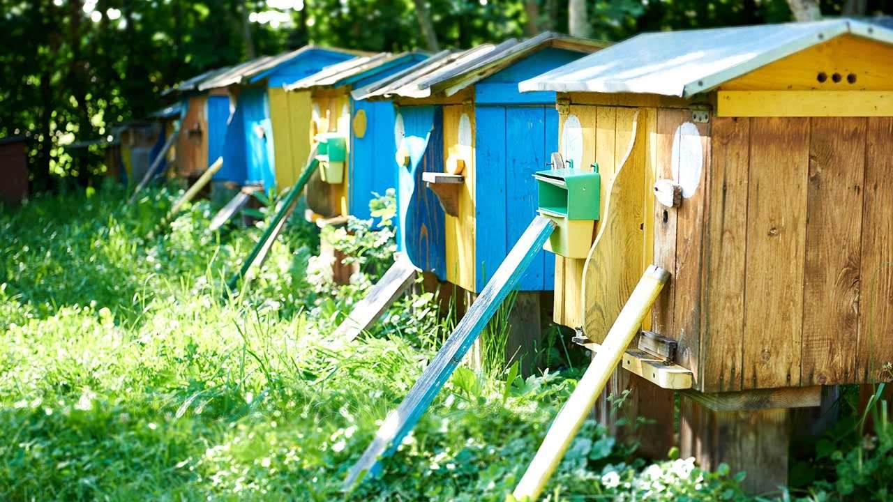 beehives.jpg