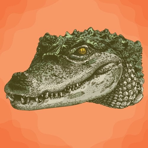 Gator tooth