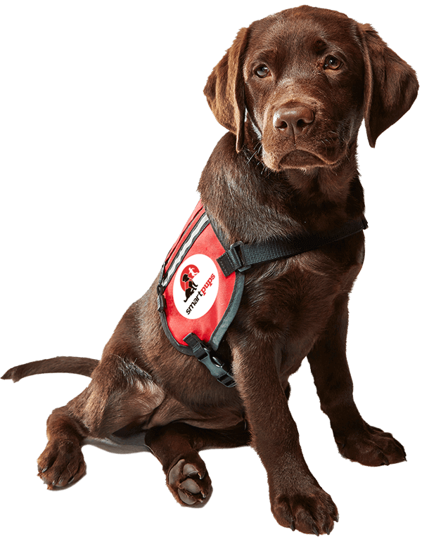 Service Dogs