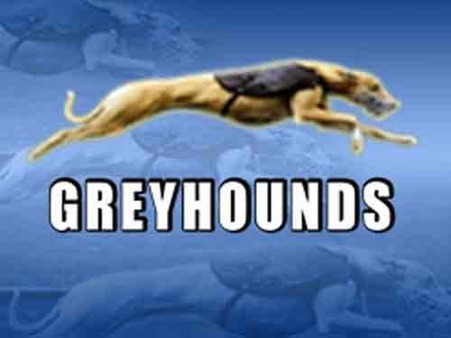 Bomba Greyhounds