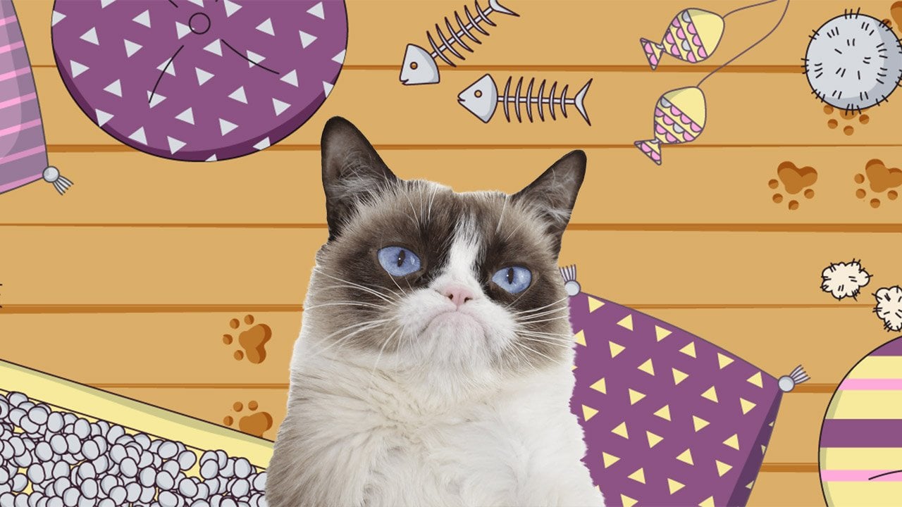 How Feline Resilience Conquered the Odds and Broke the Internet