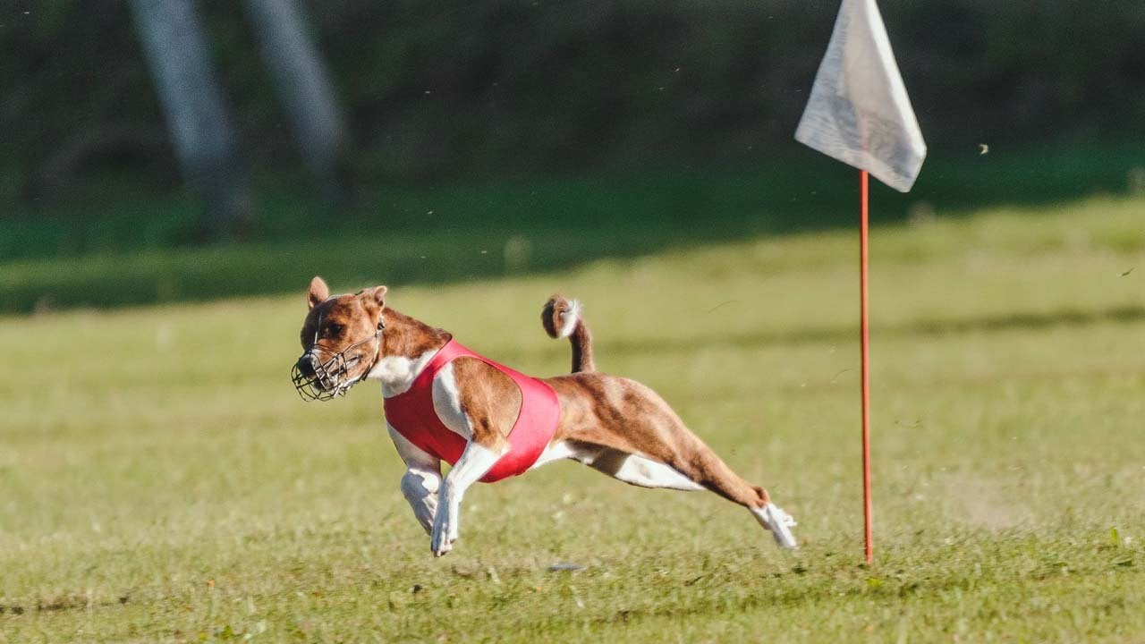 Greyhound Racing Eats Dust in Florida as the Sport Nears Extinction in USA