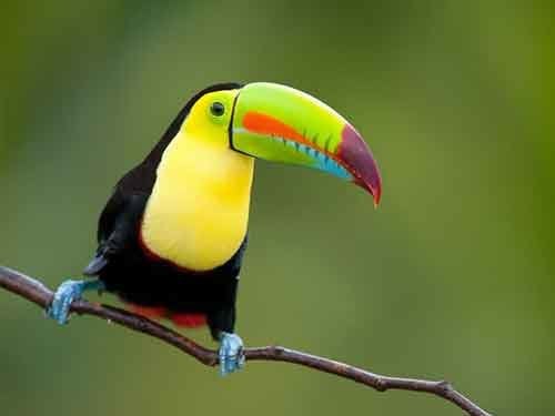 Toucans