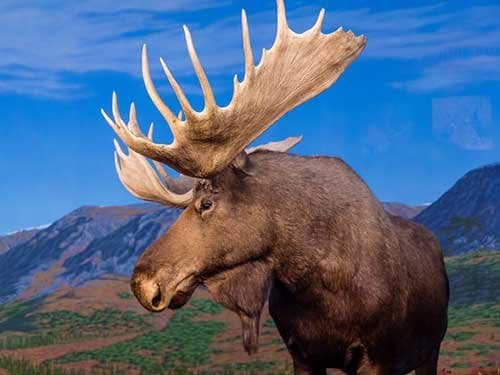 Moose