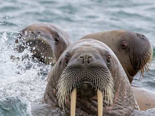 Walruses