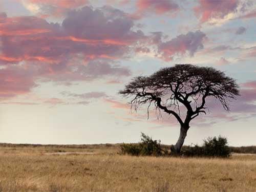 African