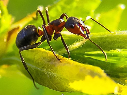 Ant