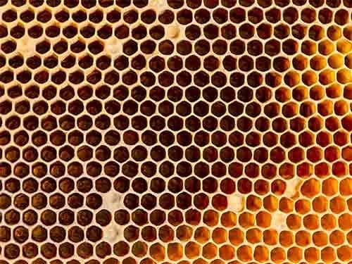 Apiary