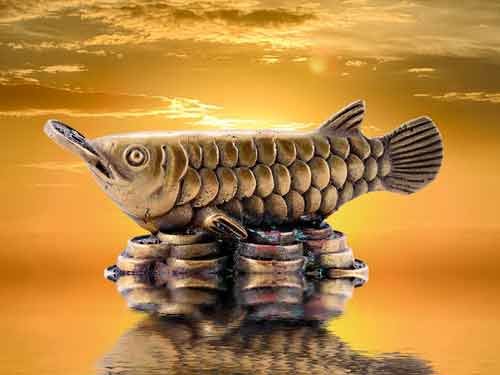 Arawana fish