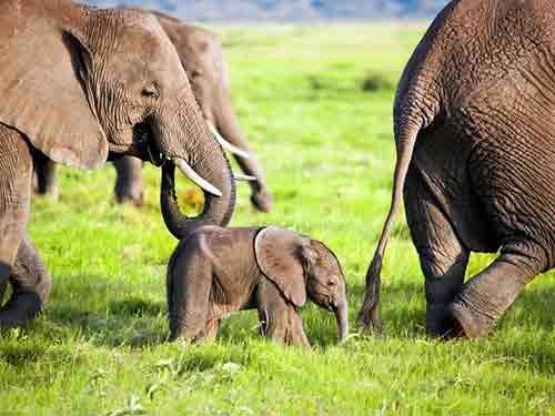 Baby Animals
