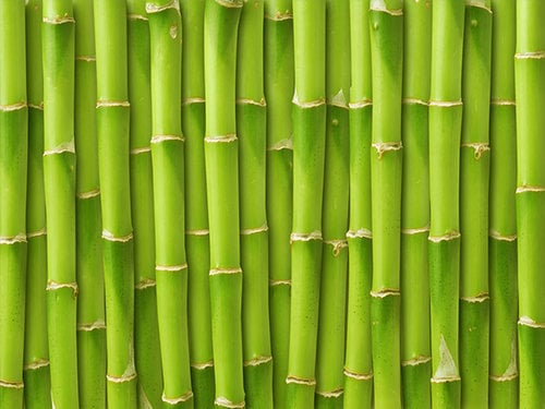 Bamboo