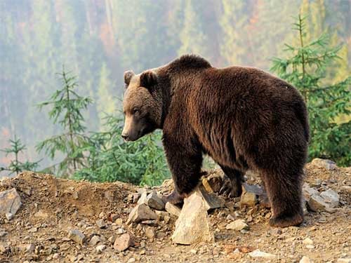 Bears