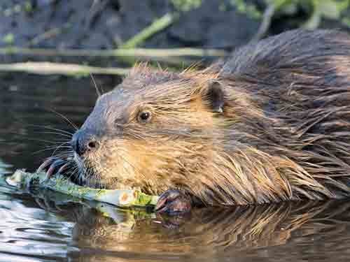 Beaver