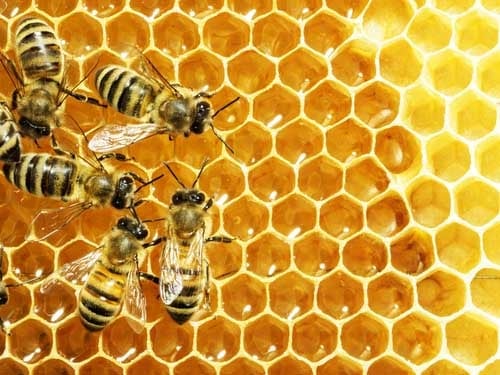 Bees