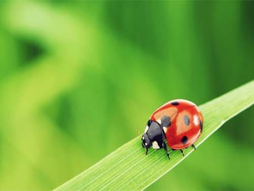 Beetles