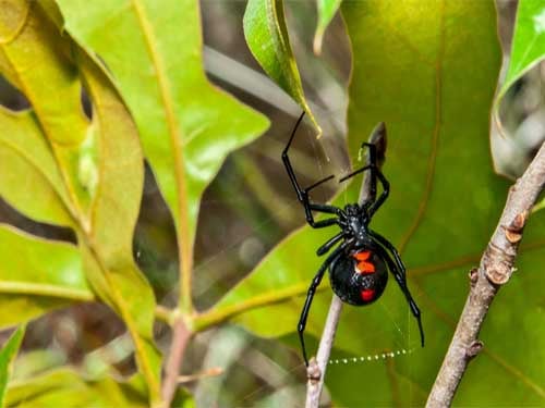 Black Widow