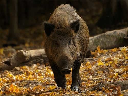 Boar