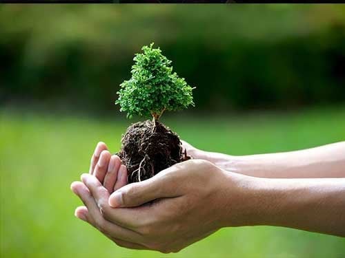 Bonsai