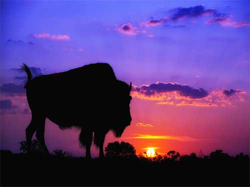 Buffalo