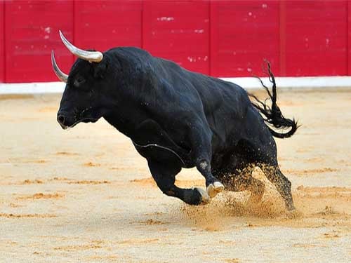 Bulls