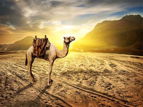 Camels