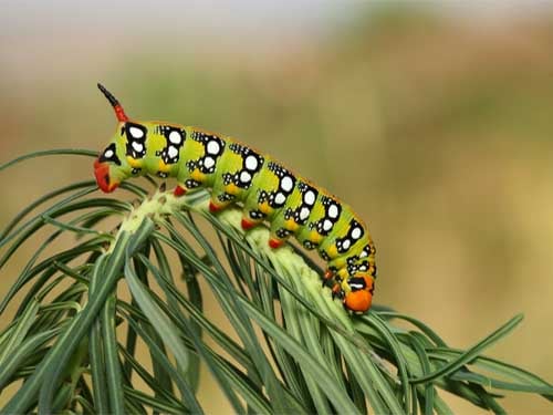 Caterpillar