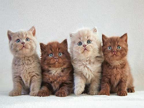 Cats