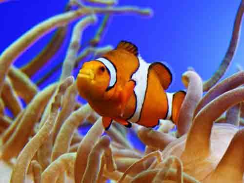 Clown Fish