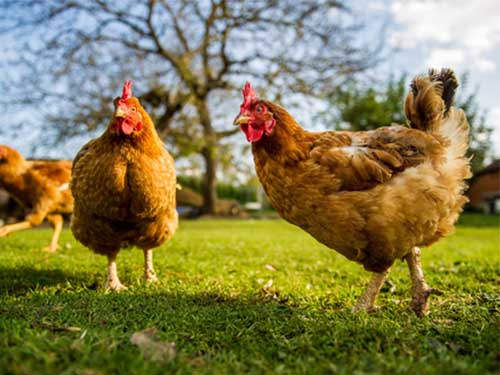 Chickens