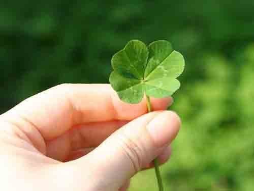 Clover
