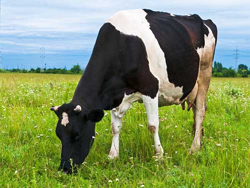 Cows