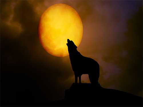 Coyote