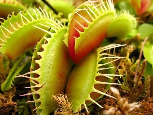 Carnivorous Plants