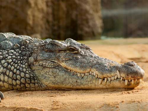 Crocodile