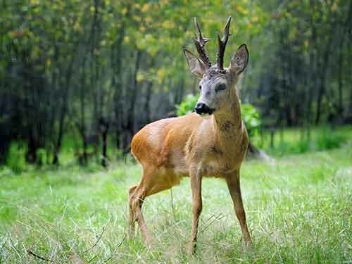 Deer