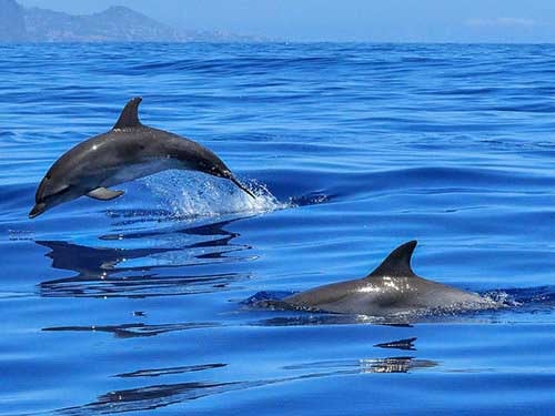 Dolphins