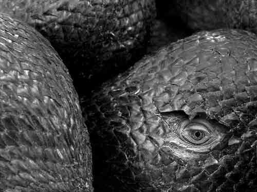Dragon Egg