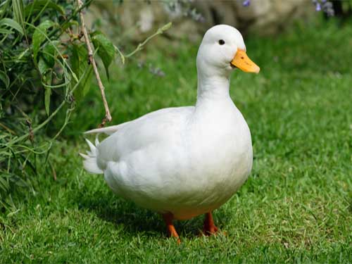 Ducks