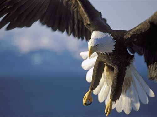 Eagles