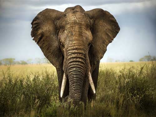 Elephants