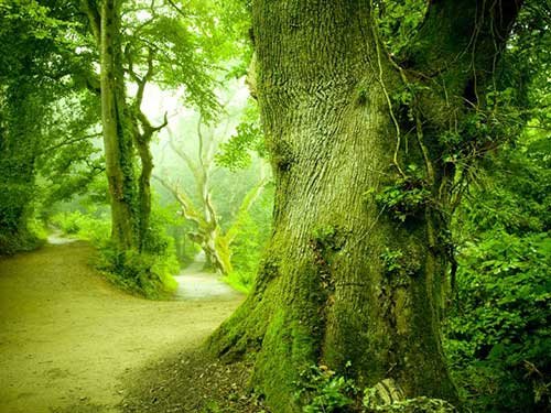 Enchanted Forest