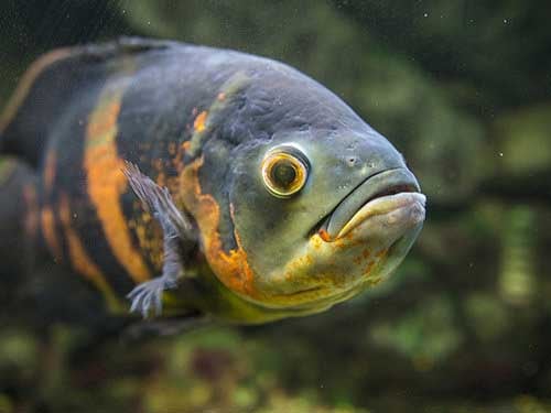 Fish
