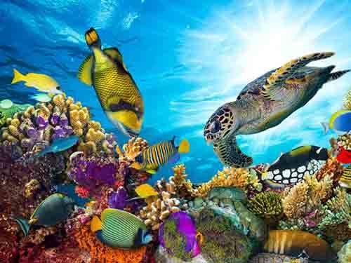 Aquariums