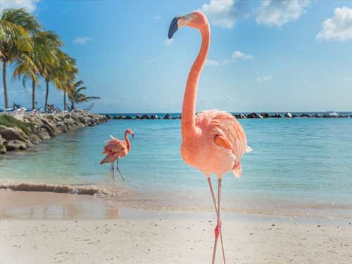 Flamingos